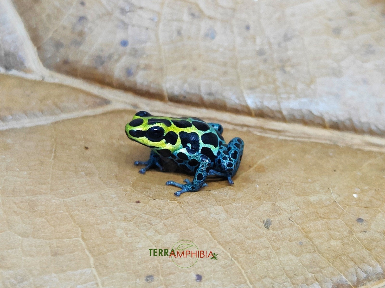 Ranitomeya variabilis “Southern”, Amfibie, 0 tot 2 jaar