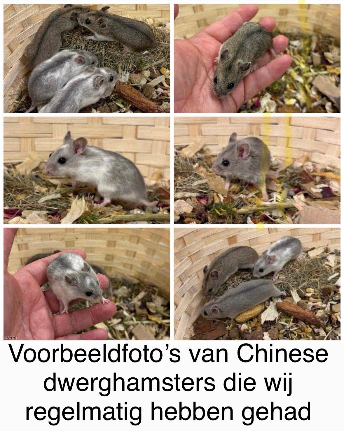 Jonge lieve chinese dwerghamsters( direct v/d fokker), Dieren en Toebehoren, Hamster, Mannelijk, Juli, Tam