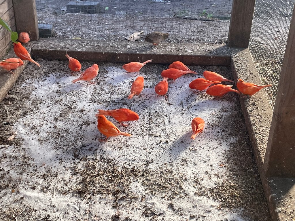 Hele Mooie rode geringde kanaries !!!!!!!, Meerdere dieren, Kleurkanarie