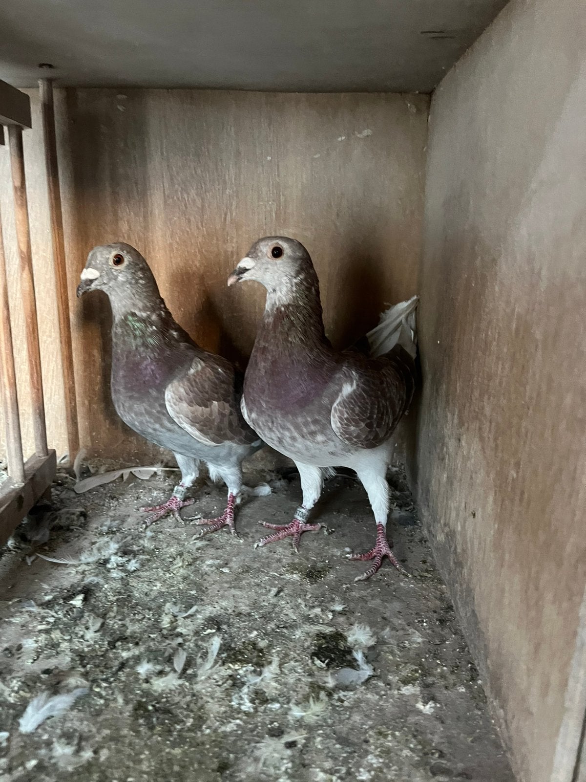 Koppel jonge postduiven, Meerdere dieren, Postduif