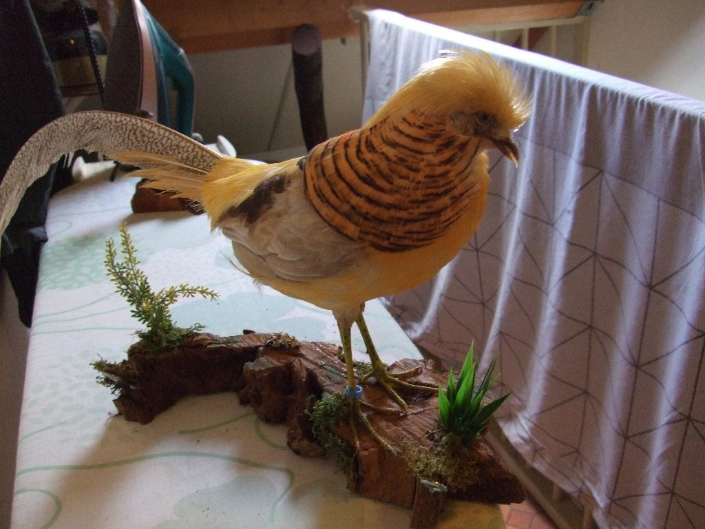 Geprepareerde Goudfazant, Verzamelen, Dierenverzamelingen, Nieuw, Opgezet dier, Vogel, Ophalen of Verzenden