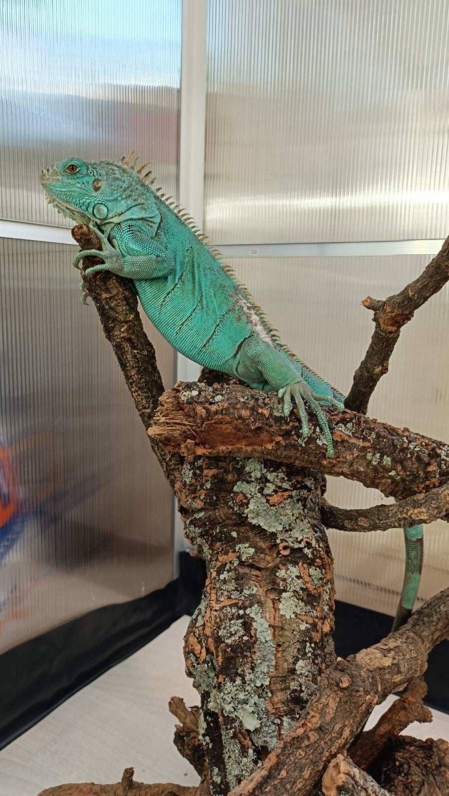 Axantic Blue Leguaan Man, Dieren en Toebehoren, Overige soorten, Tam, 3 tot 6 jaar