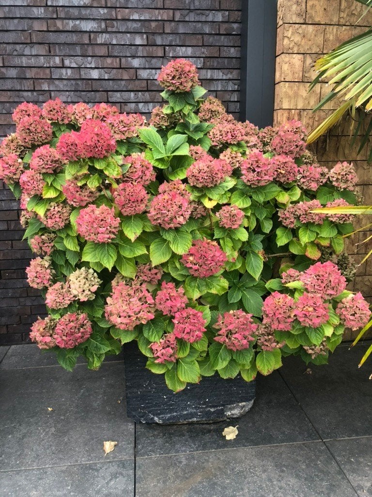 Hortensia, Vaste plant, Halfschaduw, Zomer, Ophalen
