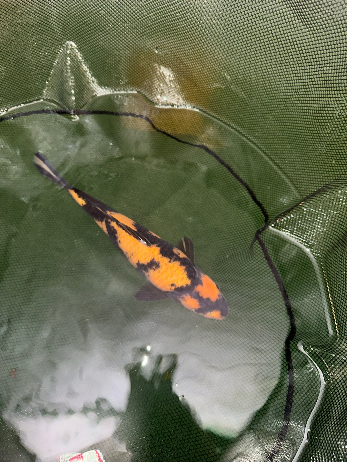 Hi utsuri, Dieren en Toebehoren