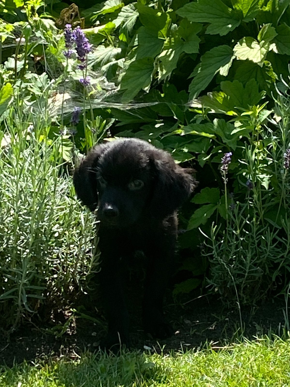 Hele mooie GOLDEN RETRIEVER x FRIESE STABIJ  pups - teefjes, Parvo, Nederland, 8 tot 15 weken, Meerdere