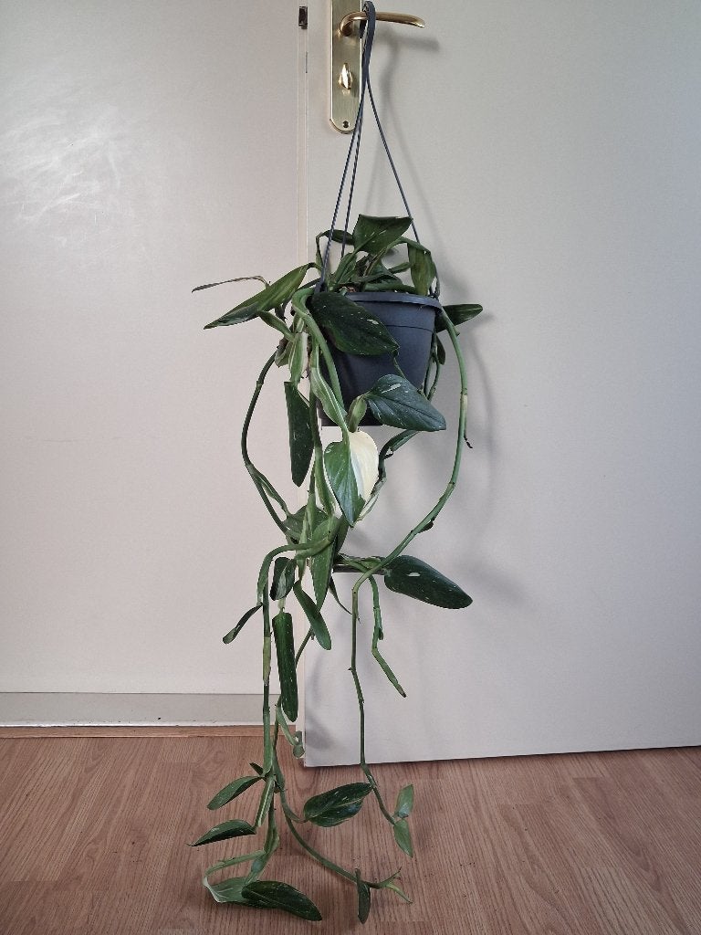 Monstera Standleyana/Philodendron Cobra - ZELDZAME Hangplant, Ophalen, Overige soorten, Halfschaduw, Minder dan 100 cm