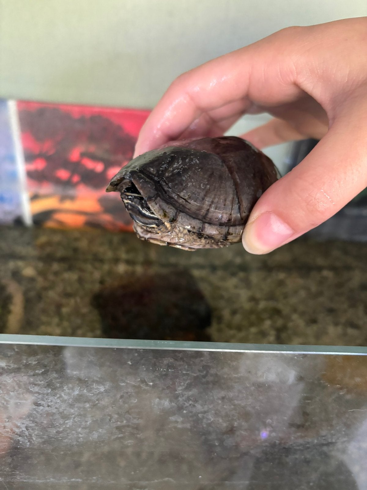 2x Muskusschildpad Turtle - female for sale from Thirza