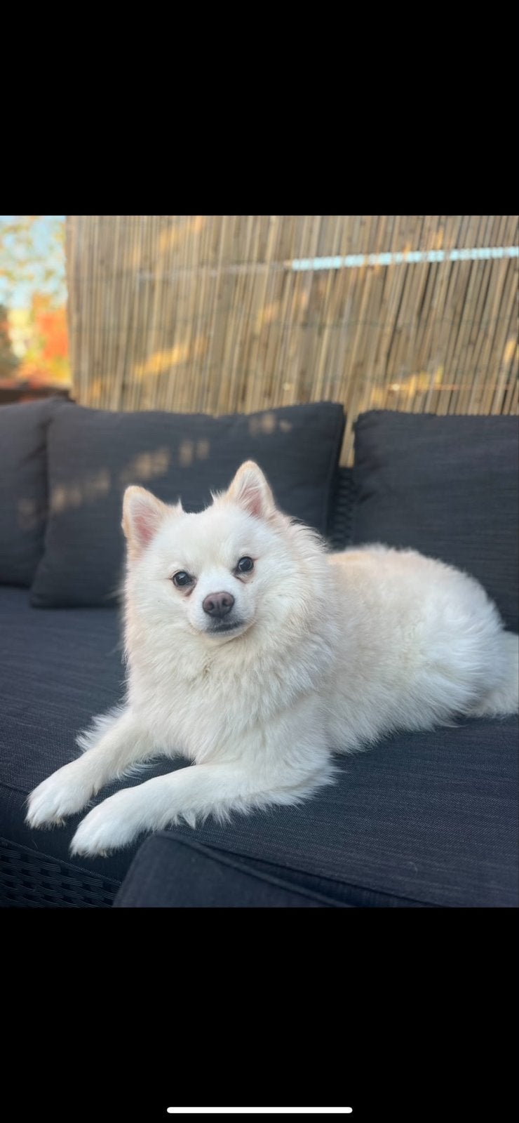 Beerte 4 jaar op zoek gouden mand, Particulier, Keeshond, Reu, Buitenland