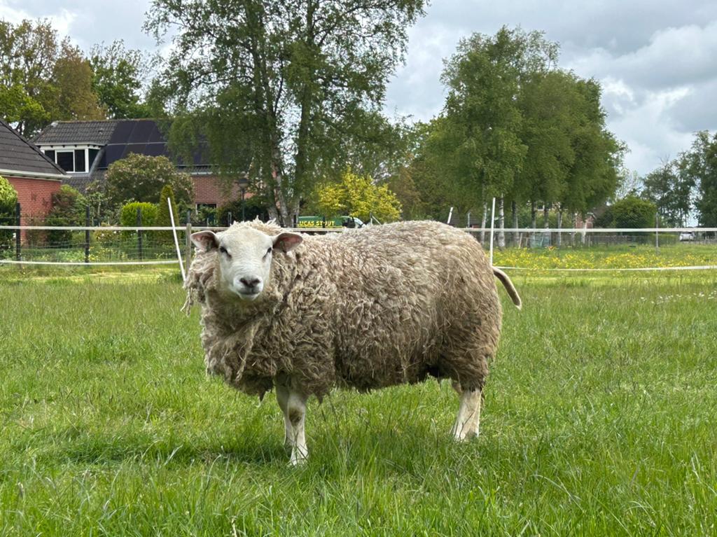 Mooie dikke dekram te koop, Dieren en Toebehoren, Schapen, Geiten en Varkens, Mannelijk, Schaap, 0 tot 2 jaar