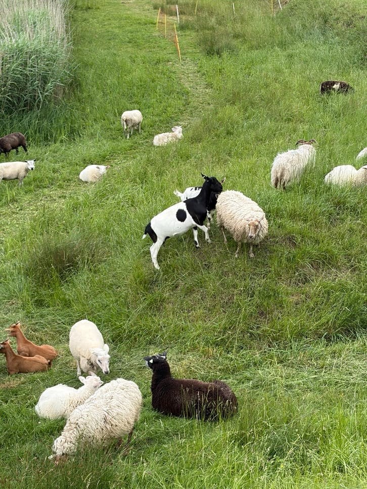 Geiten, Dieren en Toebehoren, Vrouwelijk, Geit