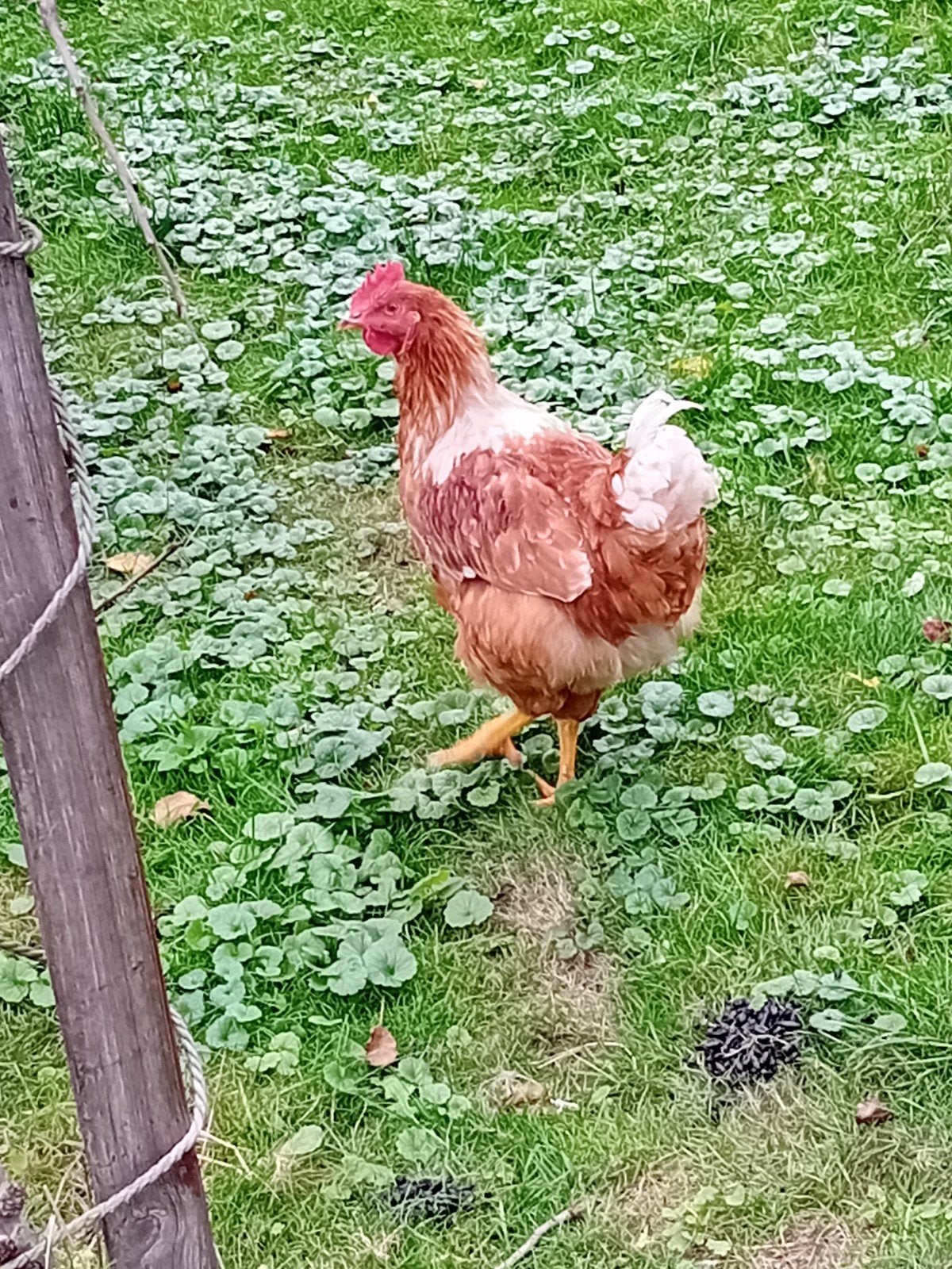 2 haantjes...moeten weg
