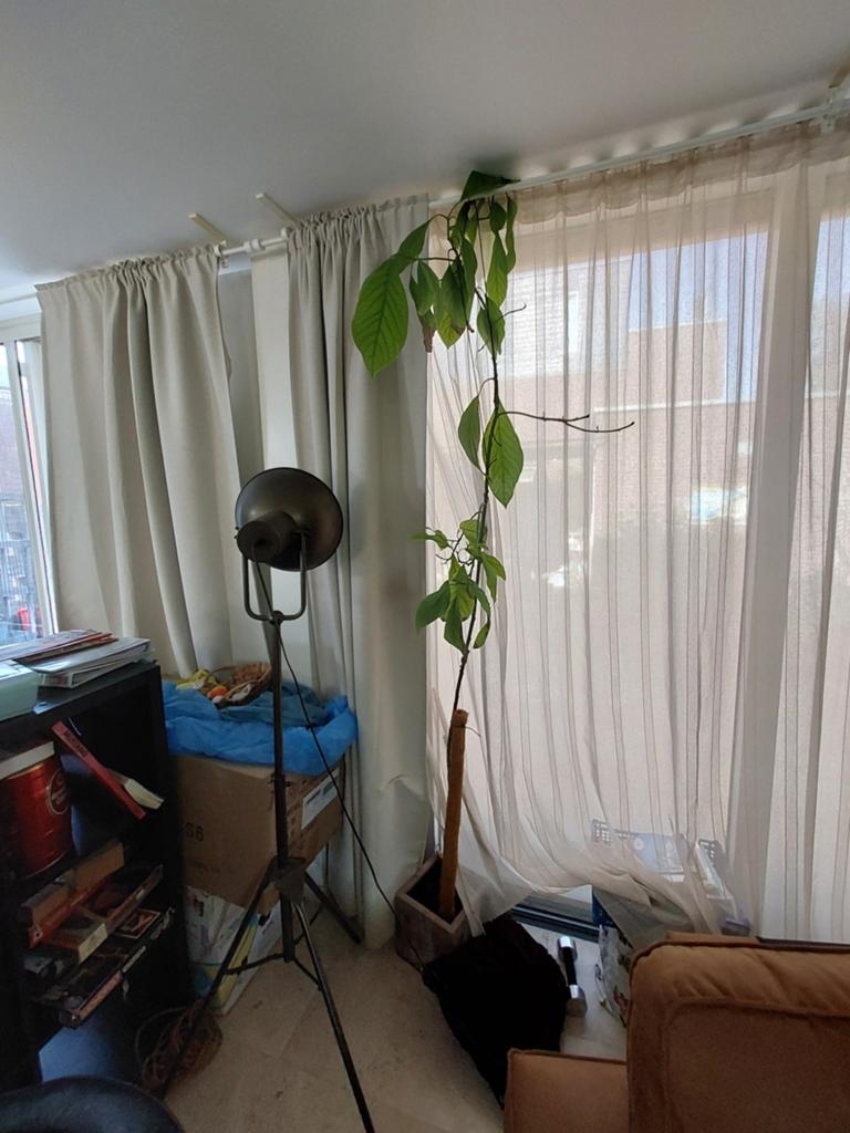 Grote Avocado Plant - Unieke Kamerplant, Huis en Inrichting, Kamerplanten, 200 cm of meer, Fruitplant, In pot, Groene kamerplant