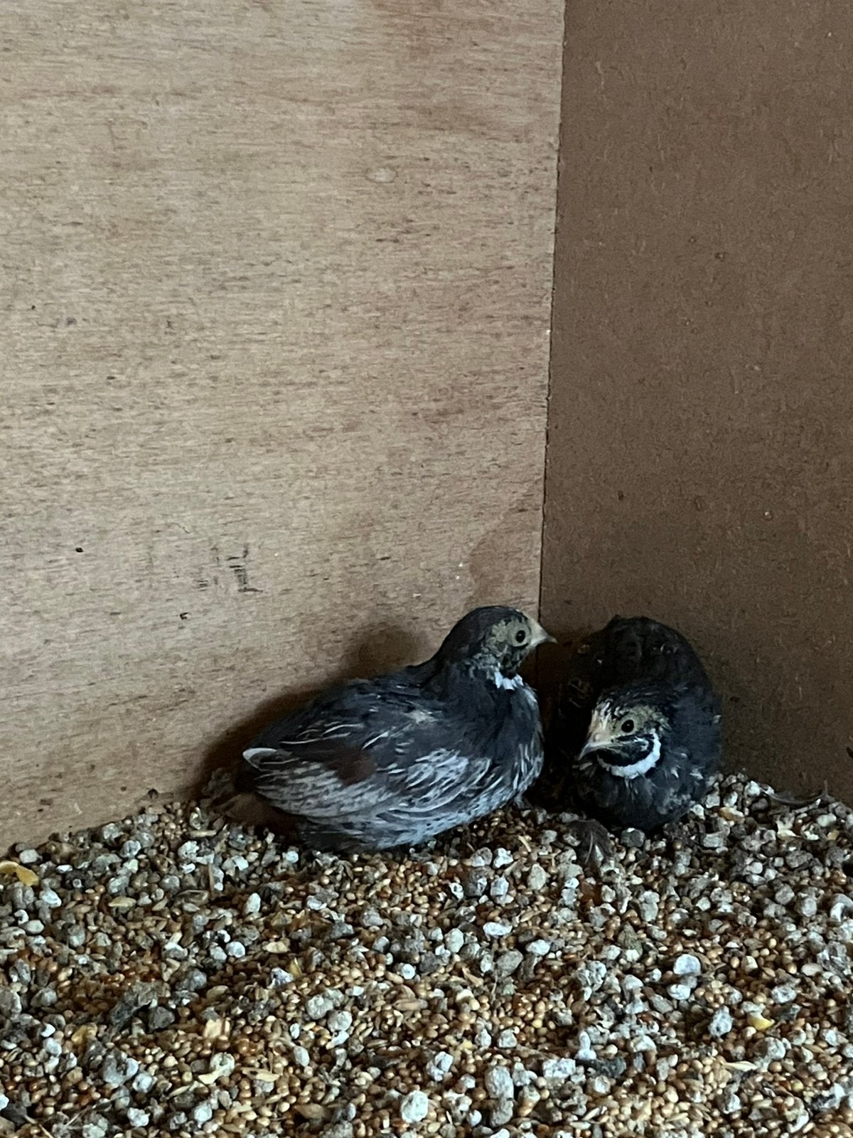 Chinese Dwergkwartels, Dieren en Toebehoren, Vogels | Overige Vogels
