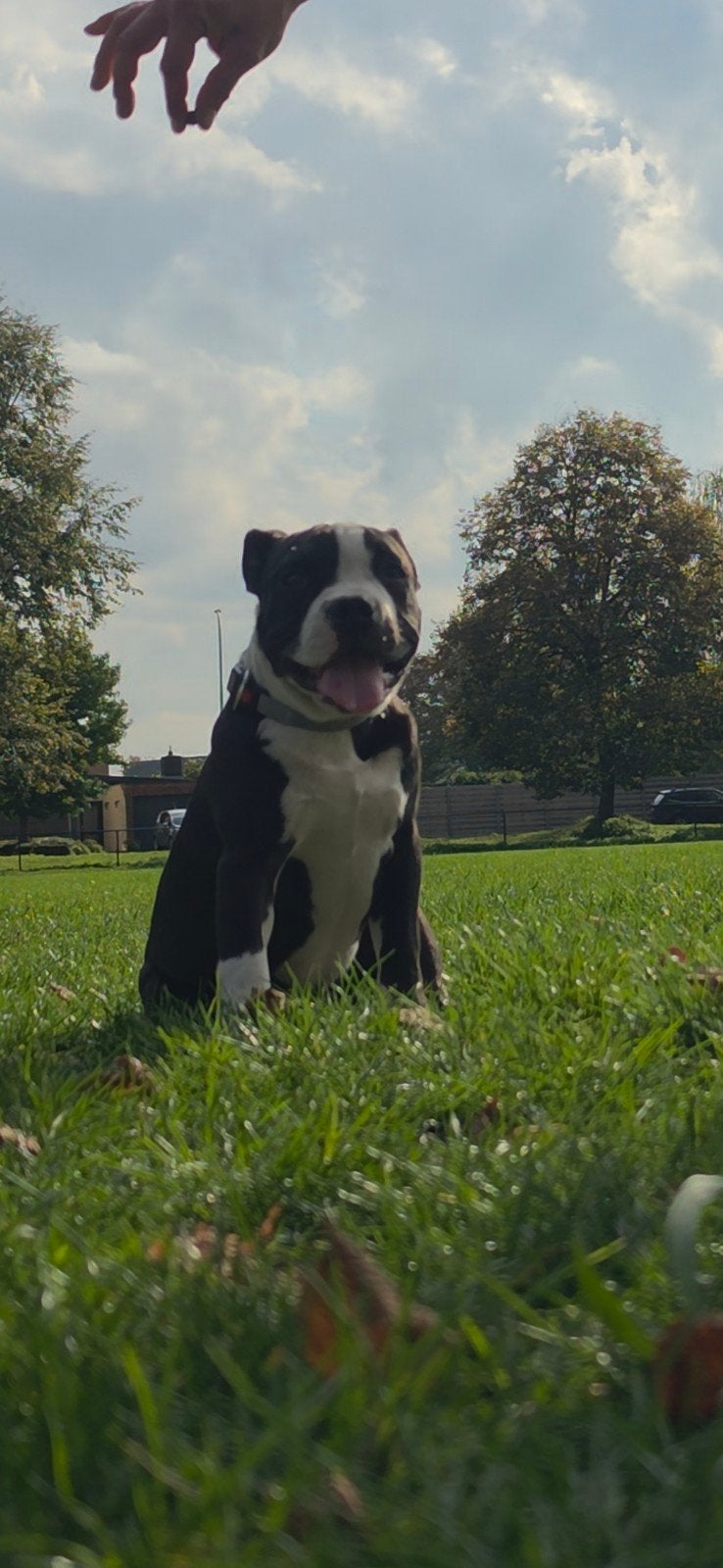 Amerikaanse Bully's pups!!, Dieren en Toebehoren, België, Particulier, 15 weken tot 1 jaar, CDV (hondenziekte)