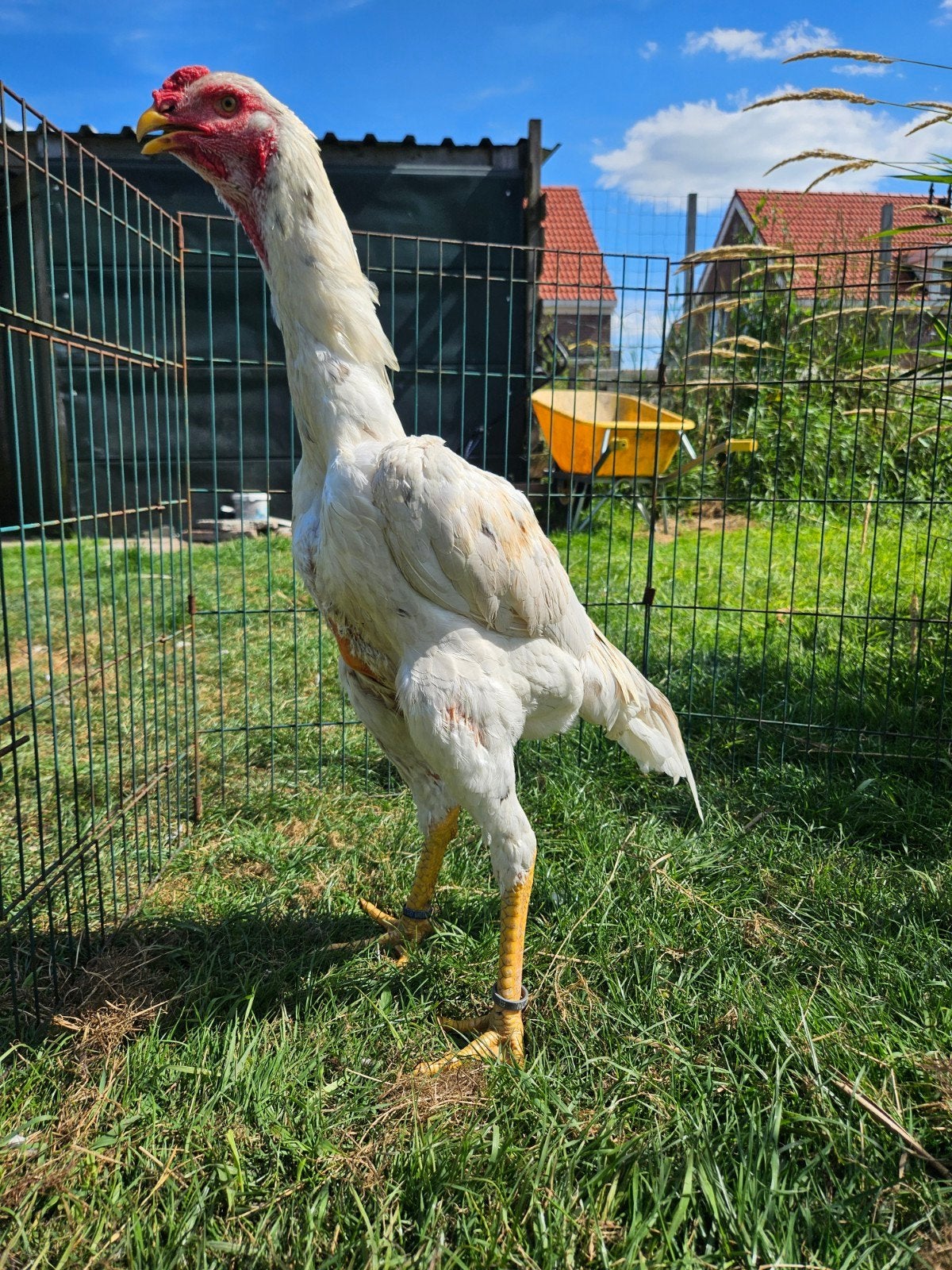 grote O shamo haan, Dieren en Toebehoren, Mannelijk, Kip