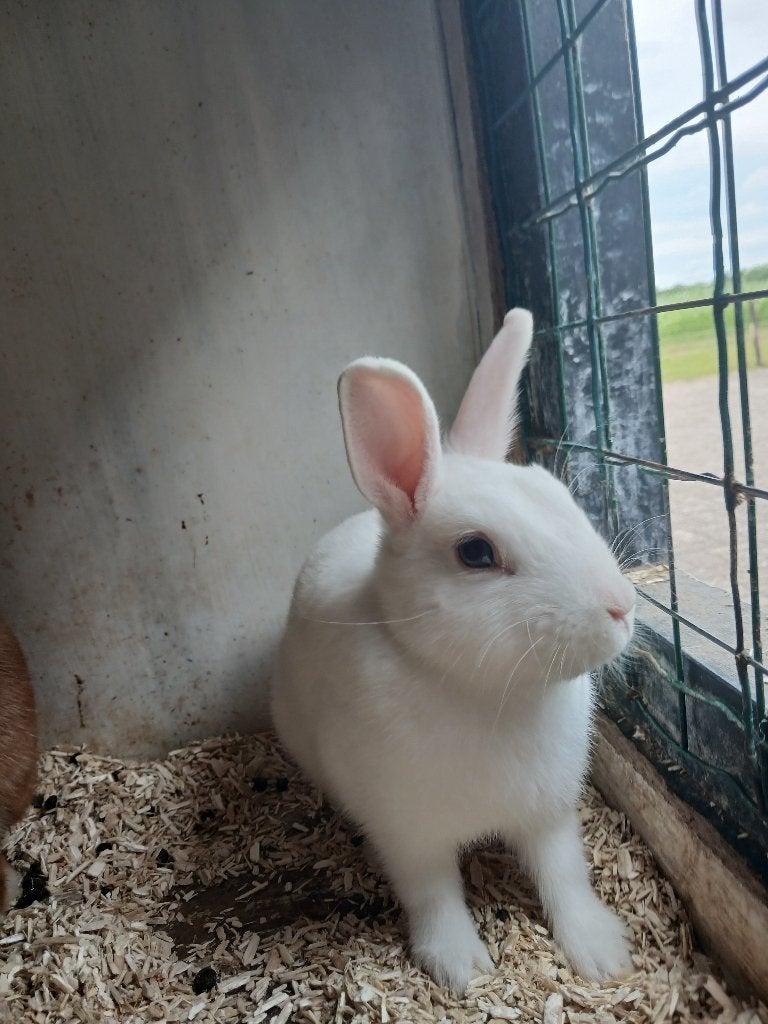 Lieve Konijntjes te koop, Meerdere dieren