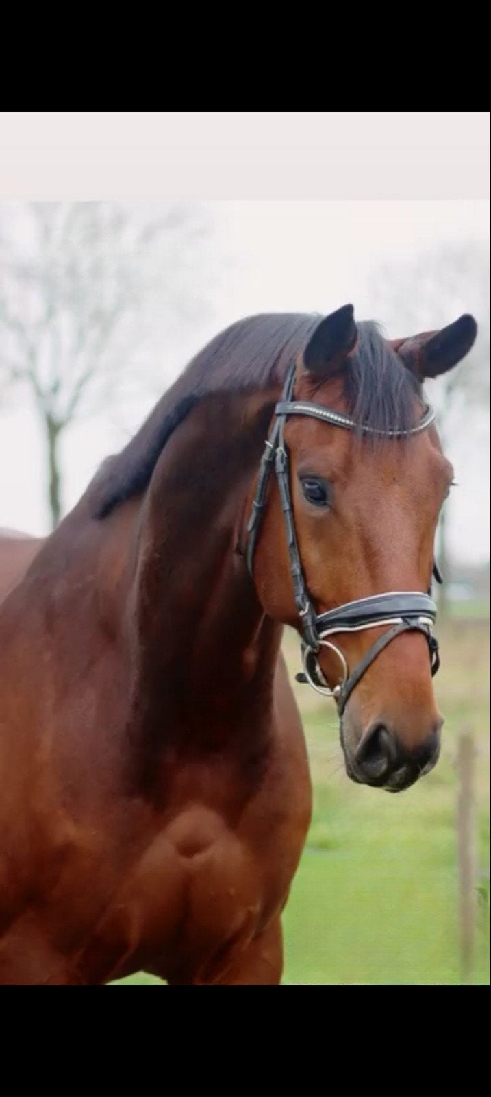 6jarige ruin 178 sport én recreatie, 175 cm of meer, Met stamboom, Ruin, M