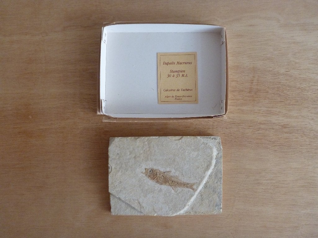 Dapalis Macrurus-fossiel uit het Stampian (oligoceen), Ophalen of Verzenden