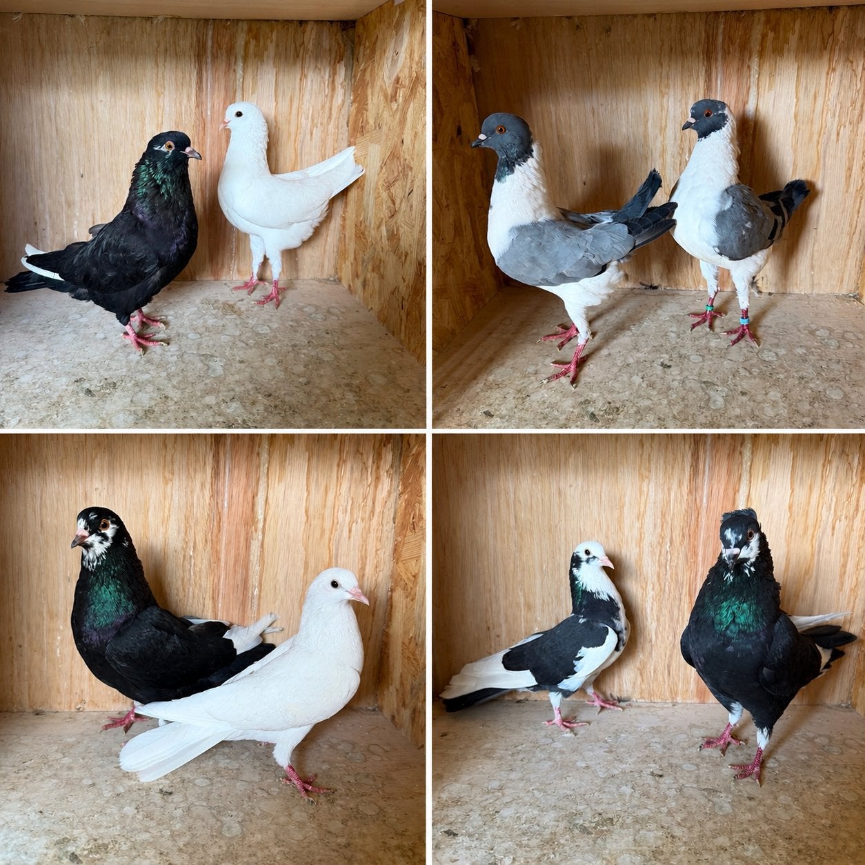 Sierduiven, Meerdere dieren, Overige soorten