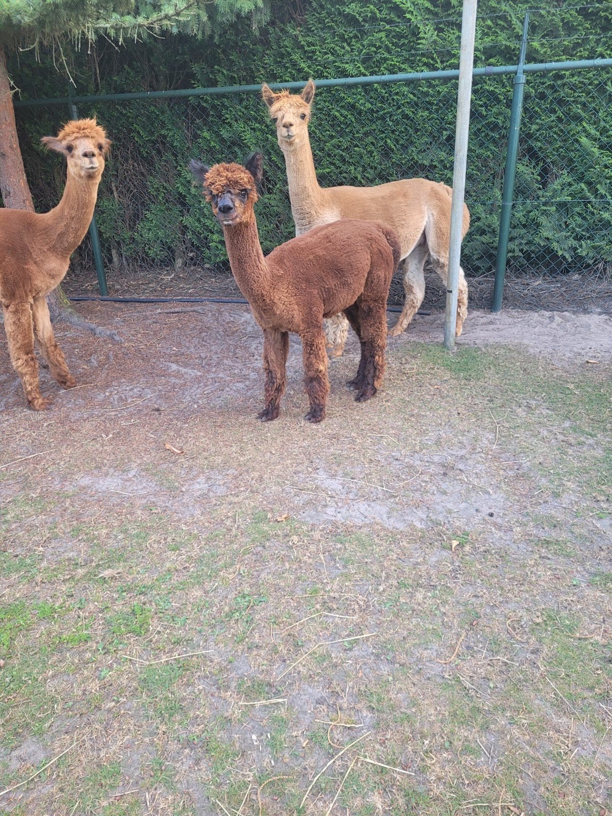 Alpacamerrie, Juli, Vrouwelijk