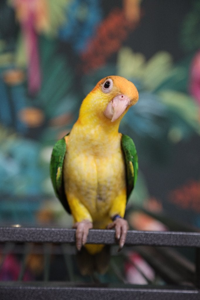 Jonge Baby Roestkop Caique´s | getest | Speels | Handtam