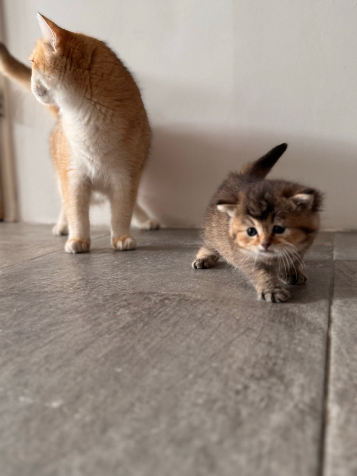 Halve Britse korthaar kitten, Kater