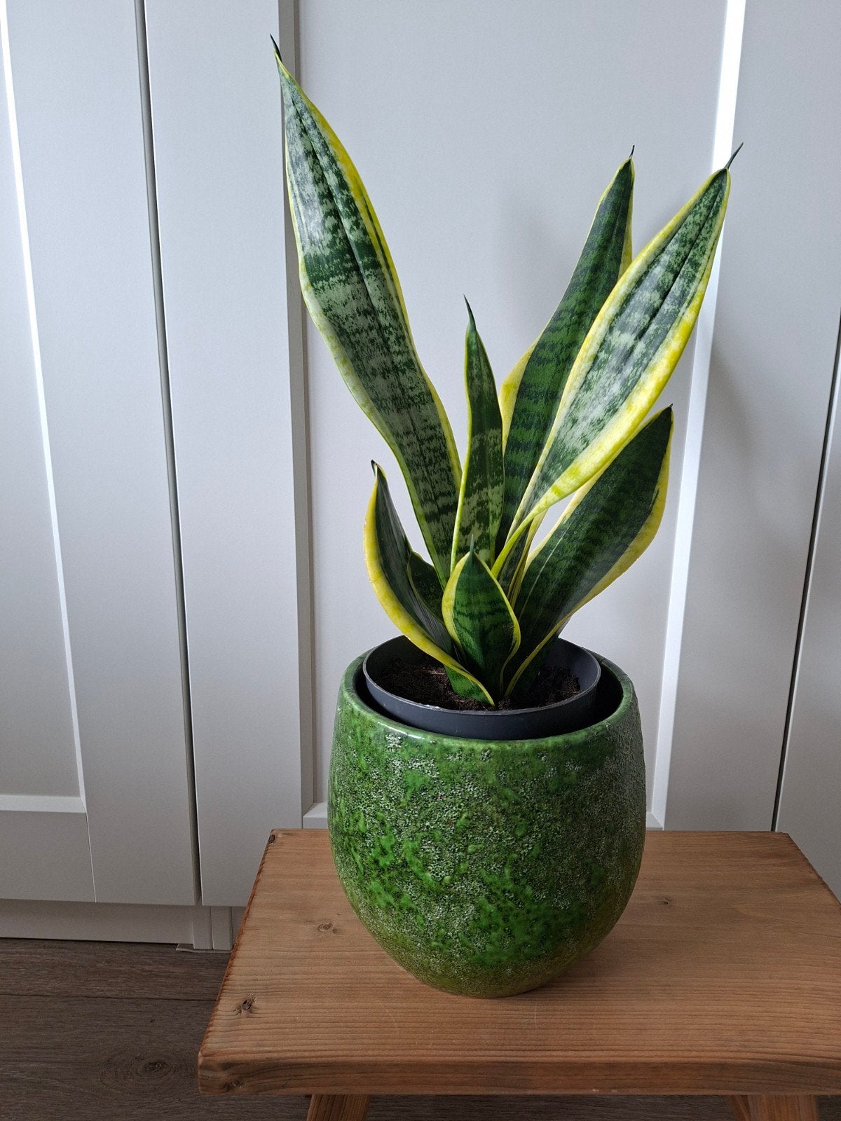 Sanseveria, Huis en Inrichting, Groene kamerplant, Ophalen, Halfschaduw, Minder dan 100 cm