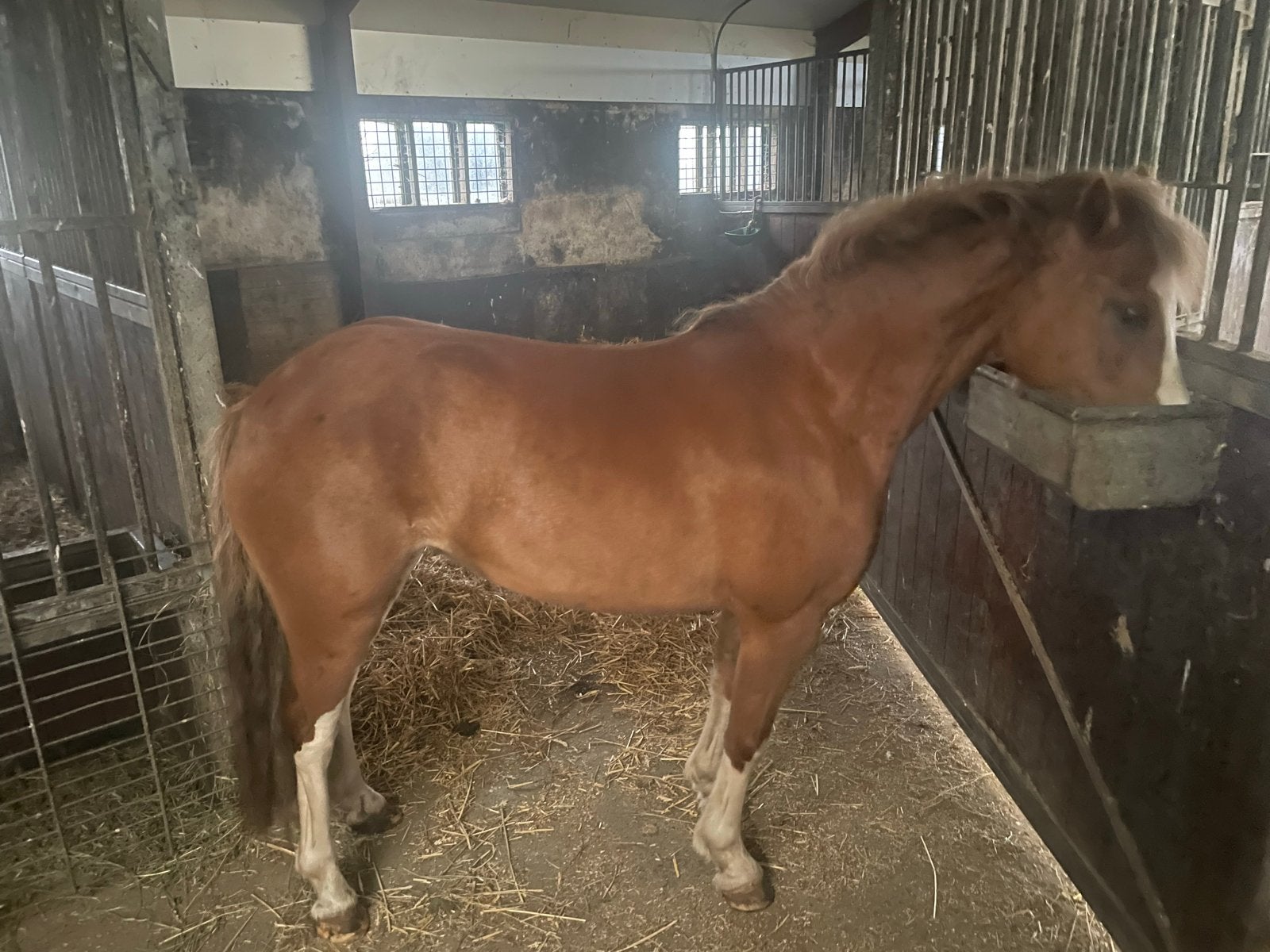 lieve 7-jarige Welsh pony, Dieren en Toebehoren, Paarden, Merrie, Zadelmak, 3 tot 6 jaar, 160 tot 165 cm
