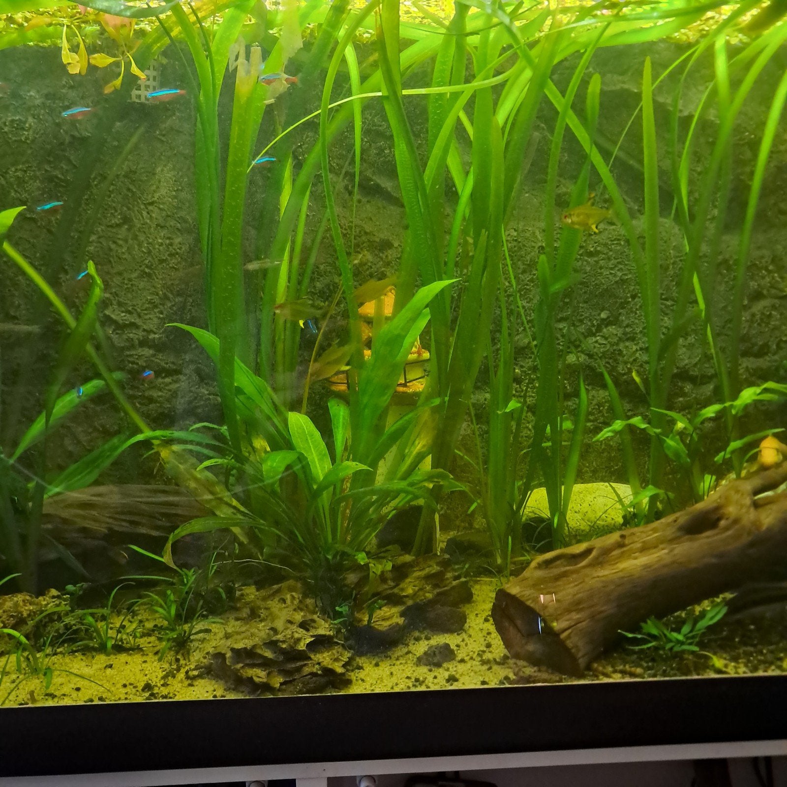 Aquarium met alles er op en eraan, Dieren en Toebehoren, Ophalen, Gebruikt, Gevuld zoetwateraquarium, Eheim