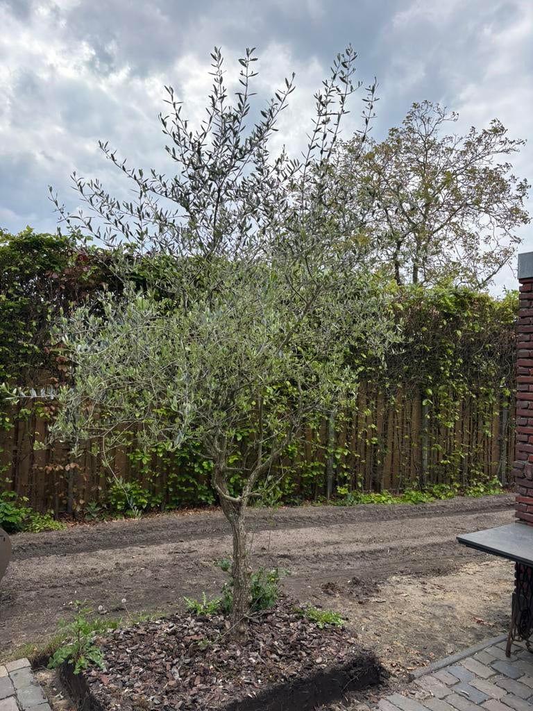 Olijfboom, Tuin en Terras, Planten | Bomen, Volle zon, Bloeit niet, Ophalen of Verzenden, 100 tot 250 cm