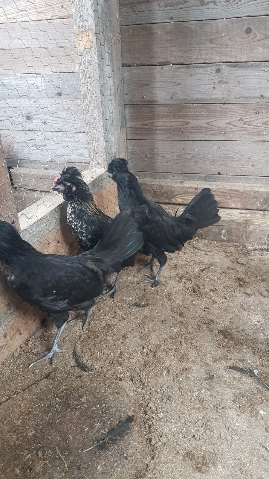 Mooi trio of eventueel meer hennentjes baardkriel., Meerdere dieren, Kip