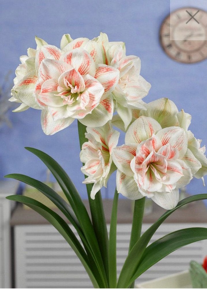 Amaryllis bollen verschillende kleuren, Ophalen of Verzenden, Najaar, Halfschaduw, Bloembol