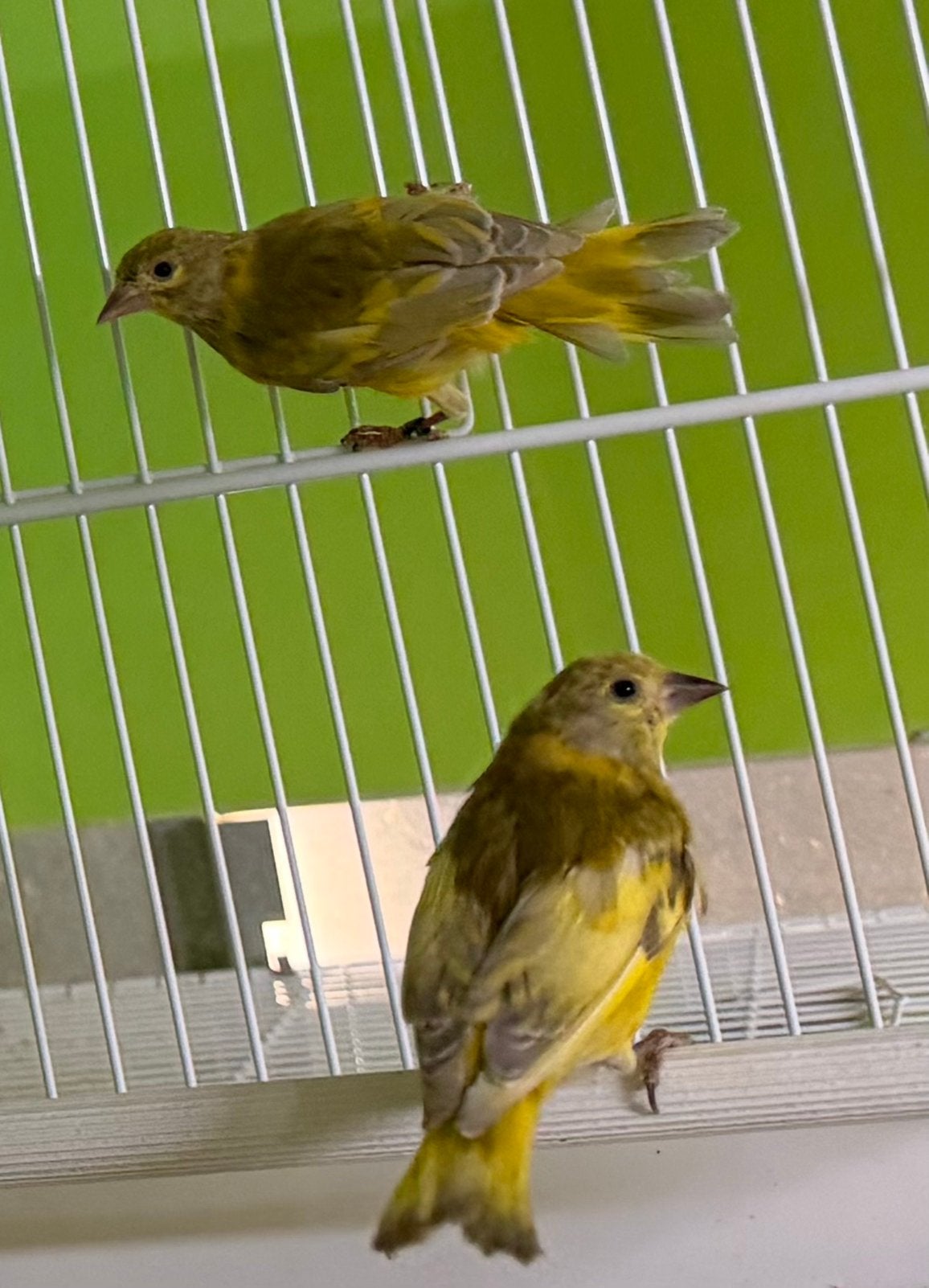 De pastelmutatie bij de Magellaansijs x double Pastel, Dieren en Toebehoren, Meerdere dieren, Wildzangvogel, Geringd