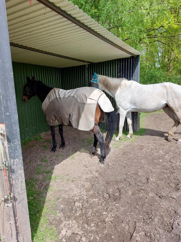 Paddock/ weidegang veldhoven, Weidegang