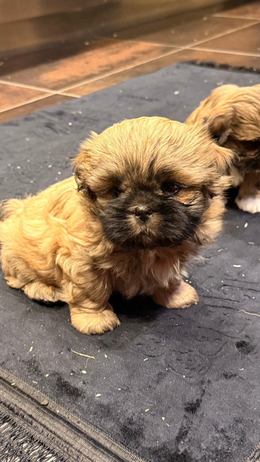 Lhasa apso pups, België, Overige rassen, CDV (hondenziekte), 8 tot 15 weken