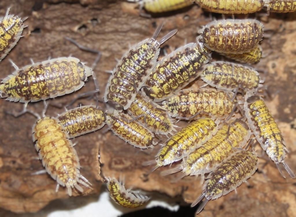 Pissebedden!, Dieren en Toebehoren, Insecten en Spinnen, Overige soorten
