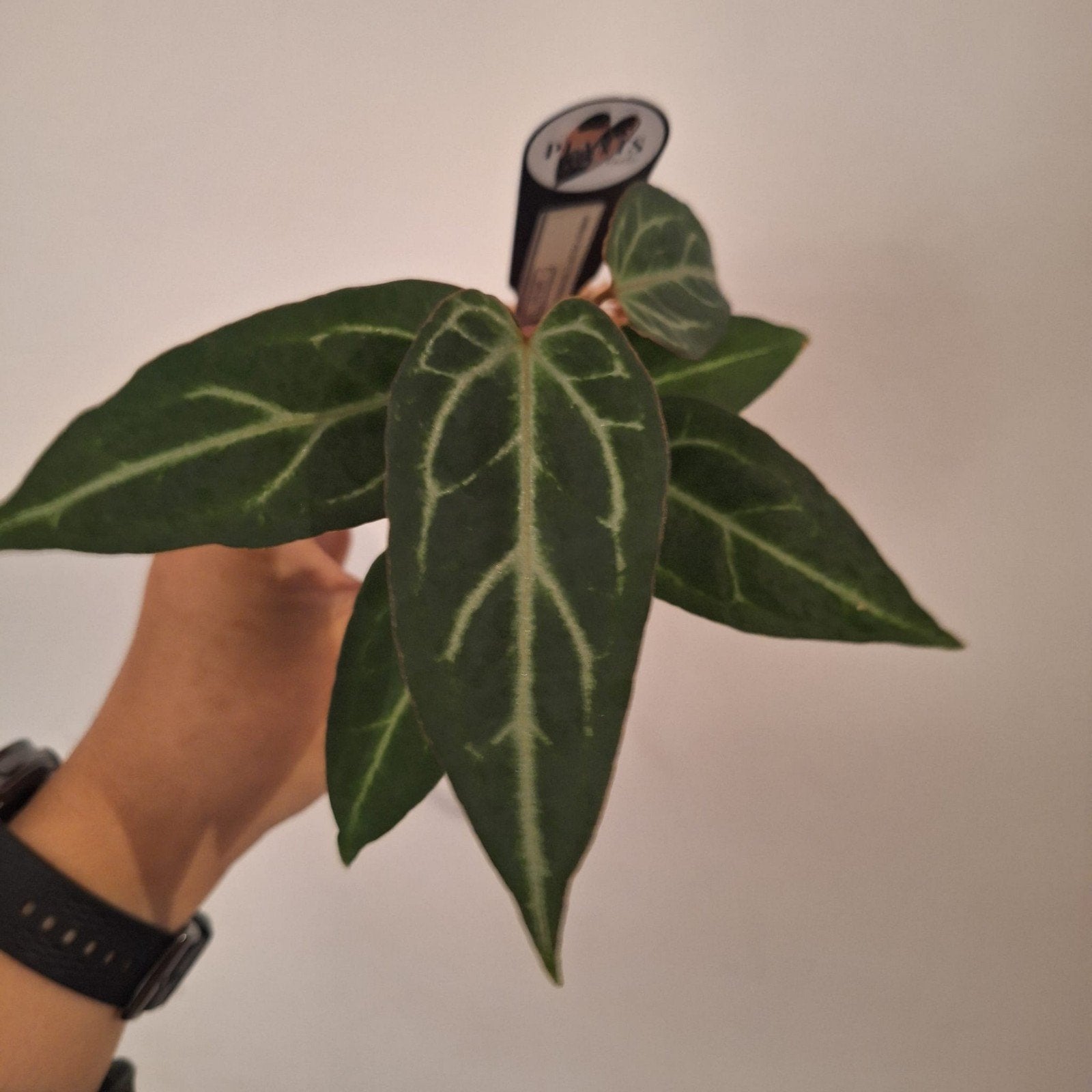 Anthurium Emerald Trident x Thunderbolt, Ophalen of Verzenden, Halfschaduw, Minder dan 100 cm