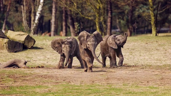 4 tickets beekse bergen, Drie personen of meer, Ticket of Toegangskaart