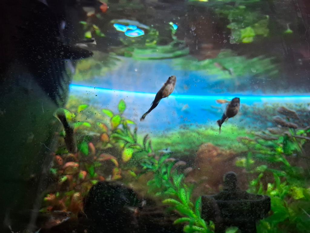 Guppies en garnalen, Ophalen, Gevuld zoetwateraquarium
