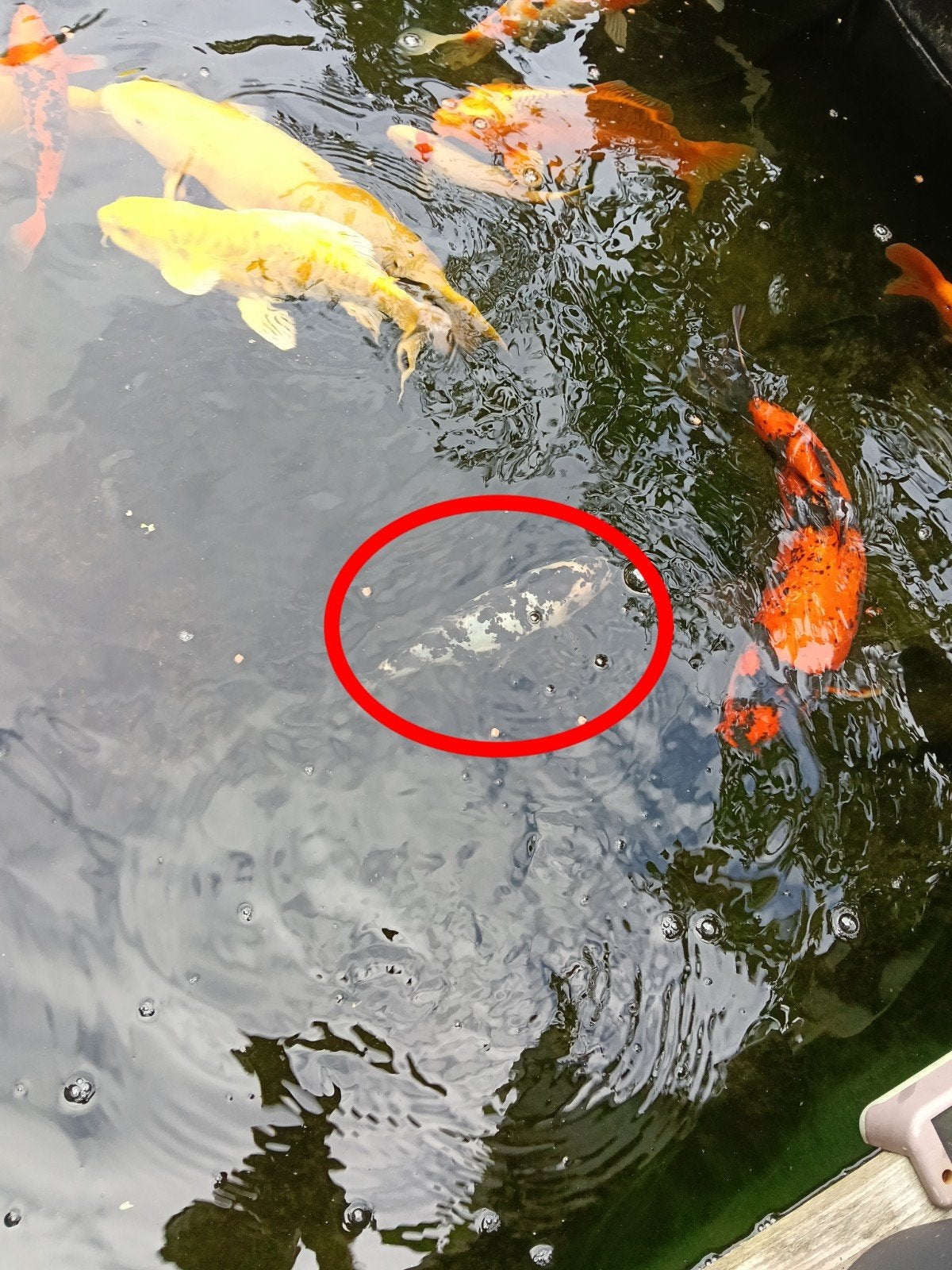 4 kois, Dieren en Toebehoren, Vissen | Vijvervissen, Karper of Koi