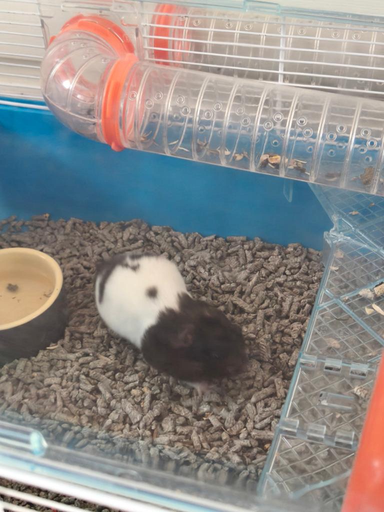 hamster, Dieren en Toebehoren, Ophalen, Hond