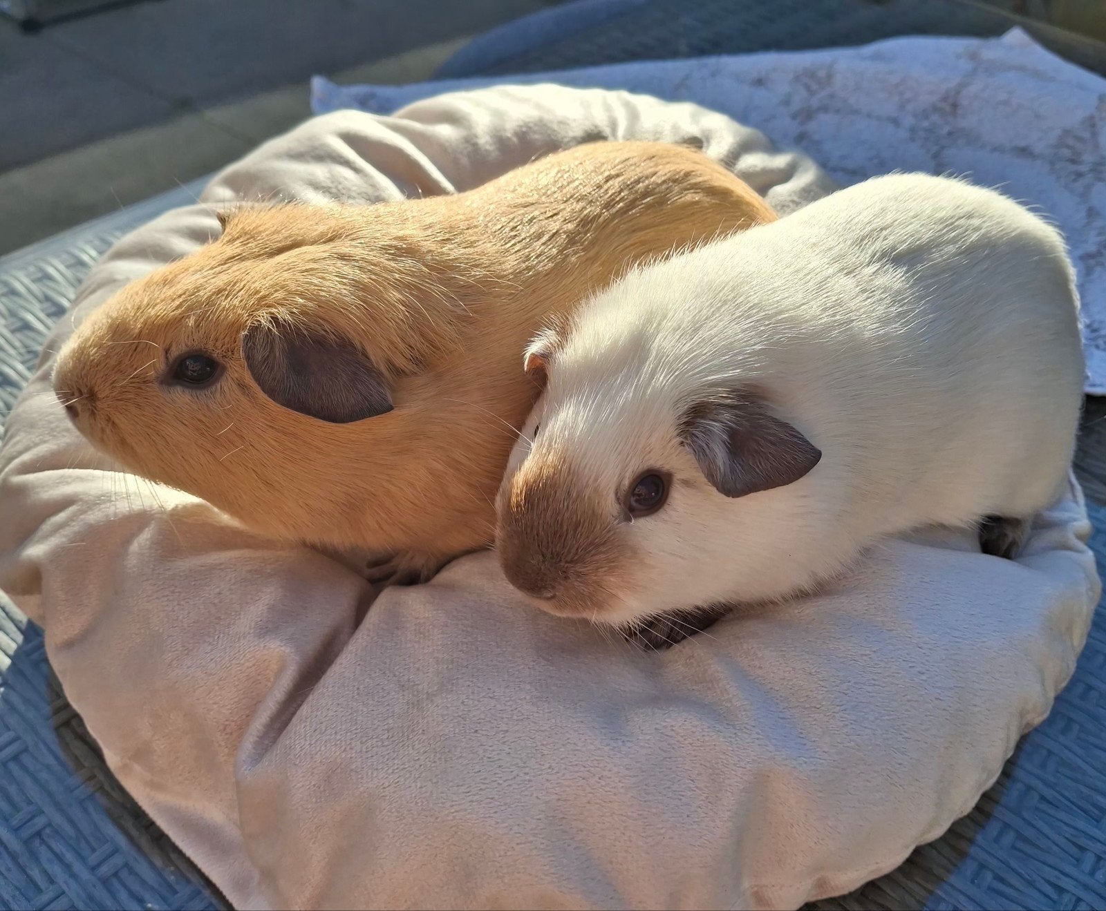 2 cavia beertjes buiten wonend, Dieren en Toebehoren, Cavia, Mannelijk, Januari, Tam