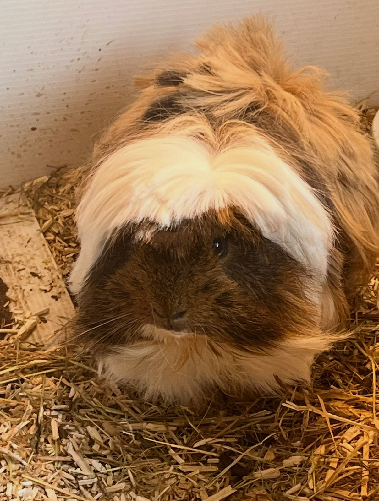 Super lief cavia beertje aangeboden, Cavia, Mannelijk, Tam, September