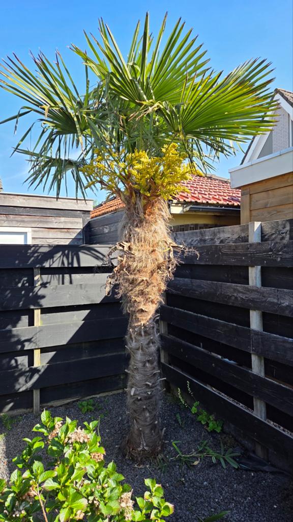 Mooie winterharde palm van 250cm, bloeit goed, Tuin en Terras, Planten | Bomen, Ophalen, Lente, Palmboom, 250 tot 400 cm