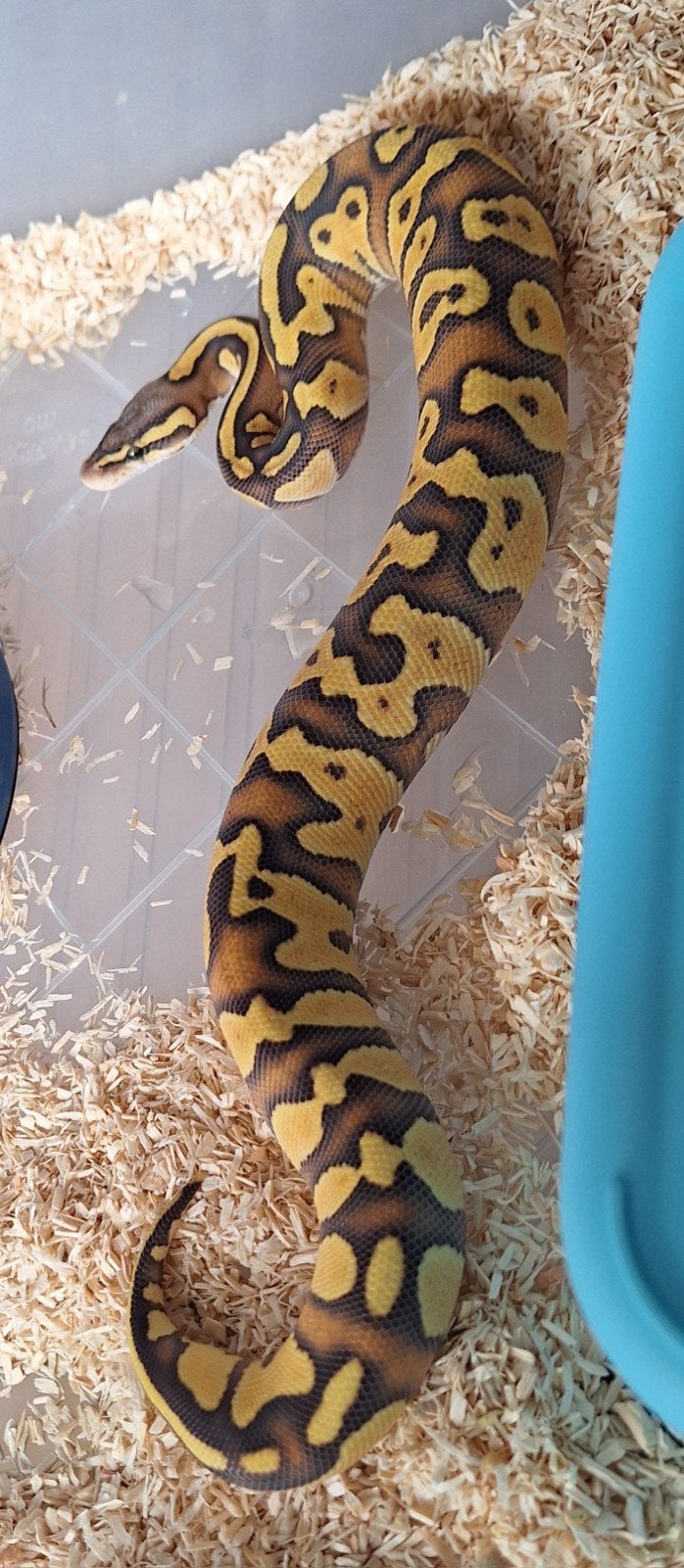 enchi GHI Hypo, Dieren en Toebehoren, Slang, 0 tot 2 jaar