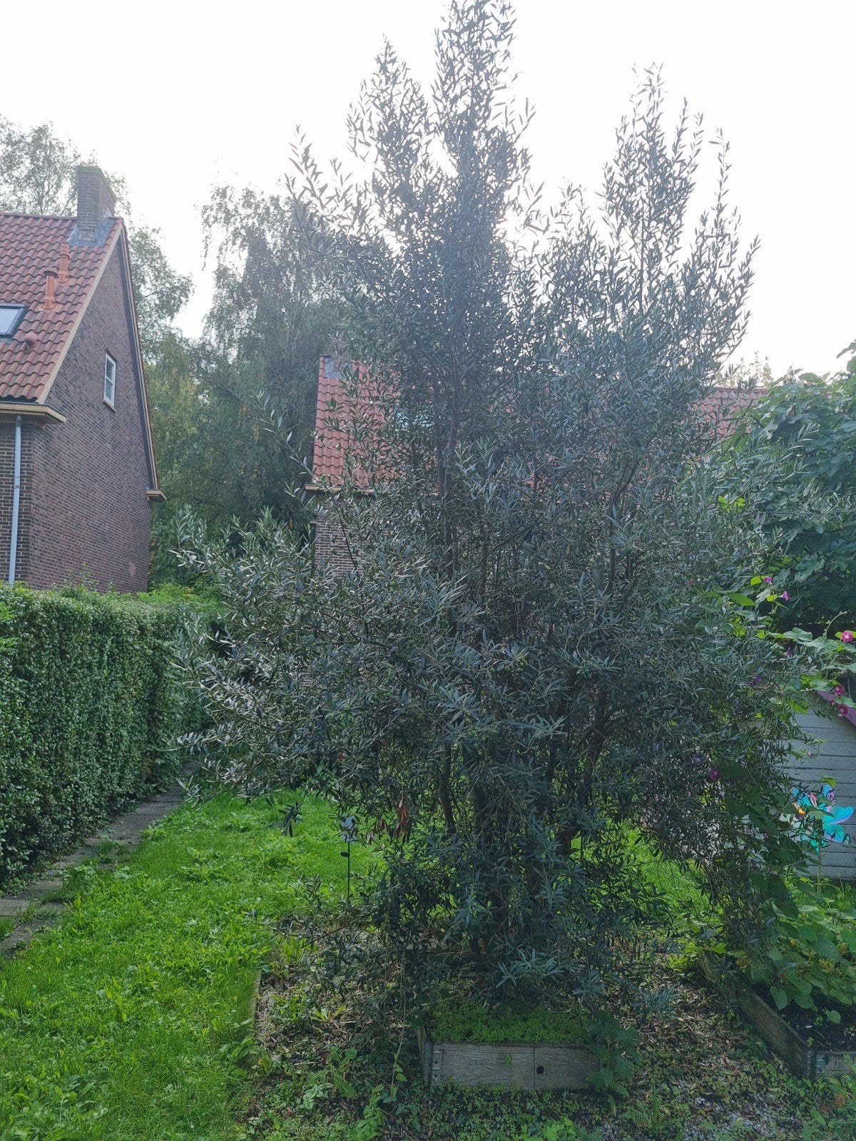 Grote Olijfboom met olijven, Tuin en Terras, Lente, Olijfboom, 250 tot 400 cm, Ophalen