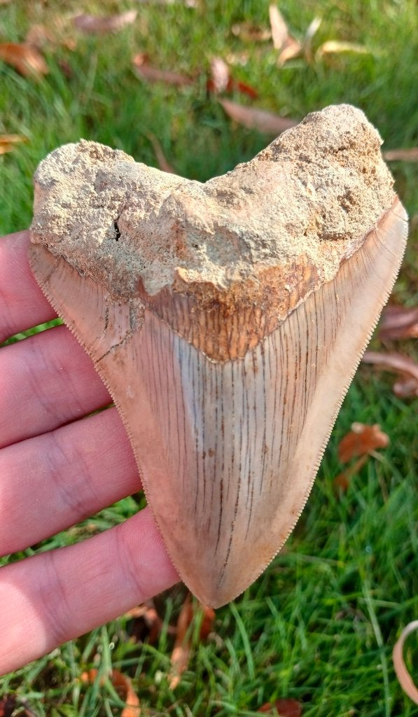 Megalodon haaientand uit Indonesië fossielen, Ophalen of Verzenden, Fossiel