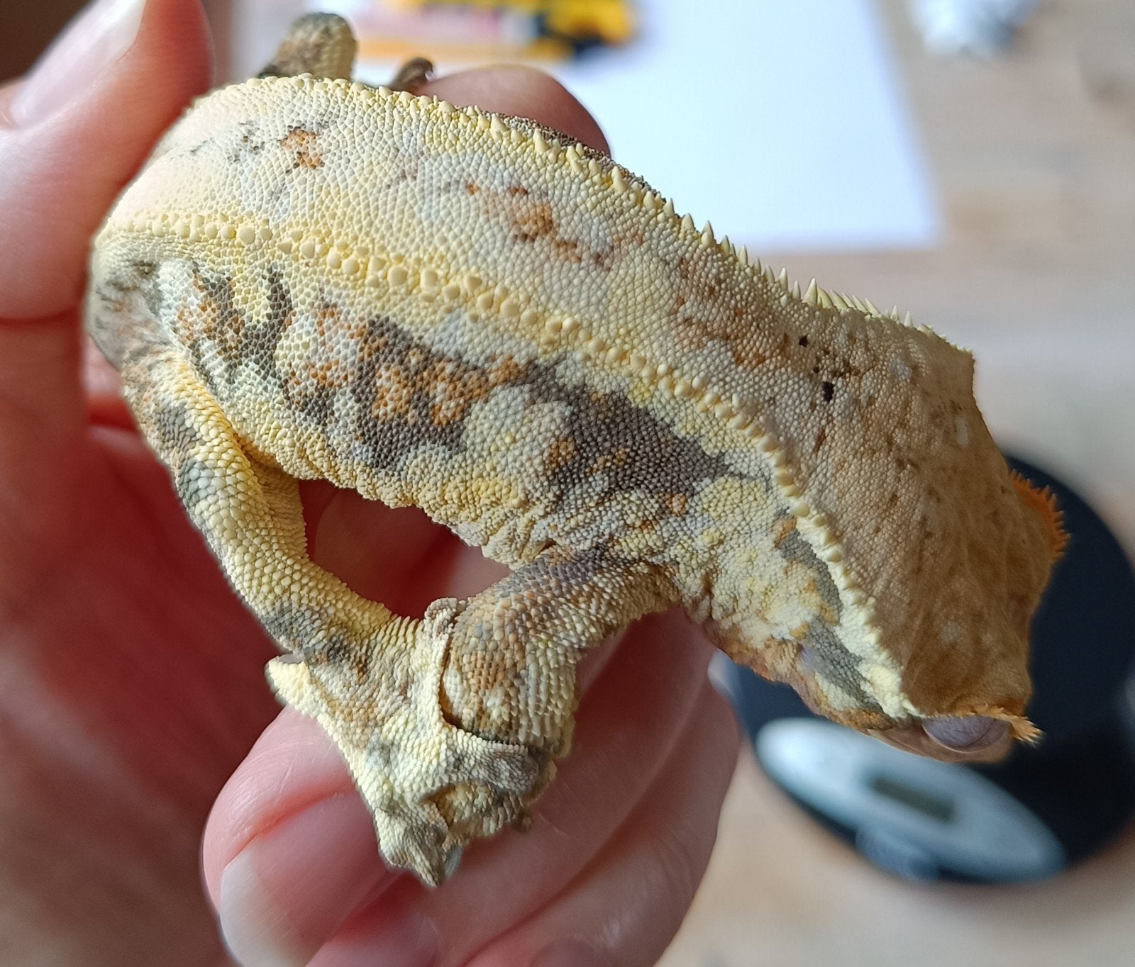 Wimpergekko man Lilly White frogbutt Crested Gecko photo 5