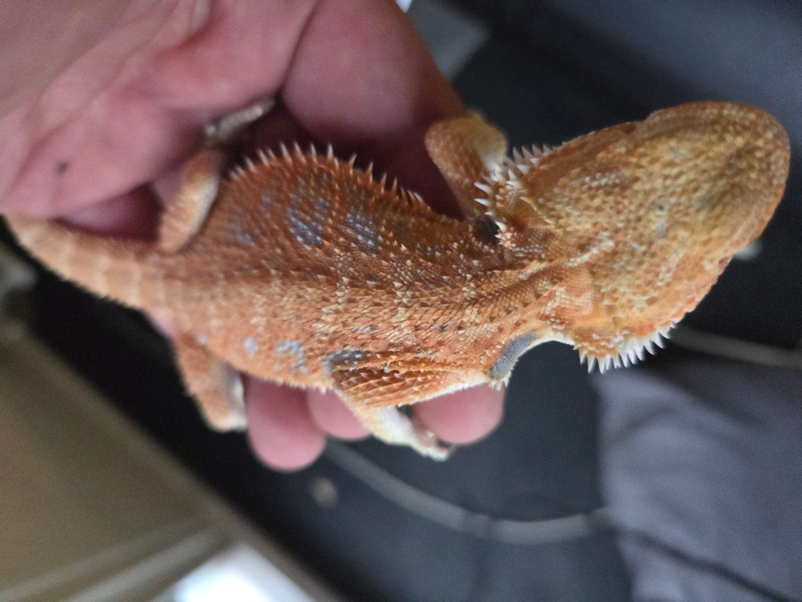 Baardagaam Pogona Vitticeps Hypo Red Orange Blue Bar Bearded Dragon - male for sale from r.greven1983
