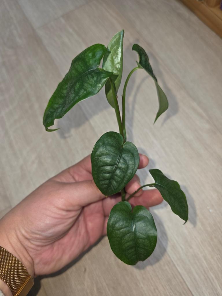 Monstera Siltepecana stek, Huis en Inrichting, Kamerplanten, Ophalen, Overige soorten, Halfschaduw, Minder dan 100 cm